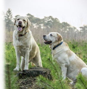 hundeshiatsu-keona-ch